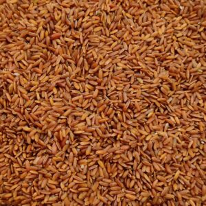 ரத்தசாலி